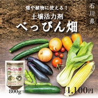 【家庭菜園】石川べっぴんさん美味しさの秘密『べっぴん畑』