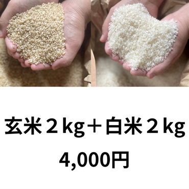 樫村ファームの特別栽培米コシヒカリ【陽のいぶき】(白米2k＆玄米2k)