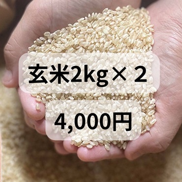 樫村ファームの特別栽培米コシヒカリ【陽のいぶき】(玄米2k＆玄米2k)