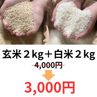 令和4年度大特価樫村ファームの特別栽培米コシヒカリ【陽のいぶき】(玄米2k＆白米2k)