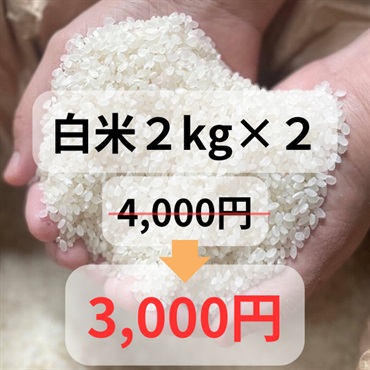 令和4年度大特価樫村ファームの特別栽培米コシヒカリ【陽のいぶき】(白米2k＆白米2k)