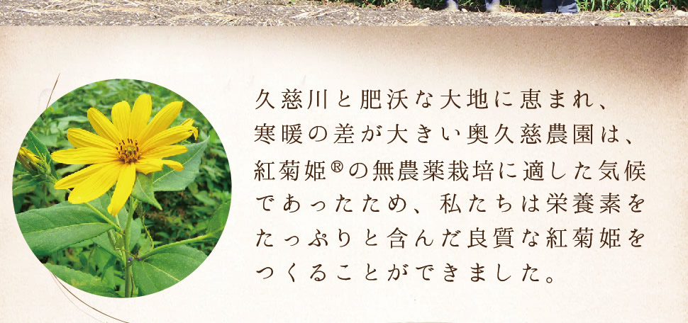 大子町の紅菊芋パウダー説明